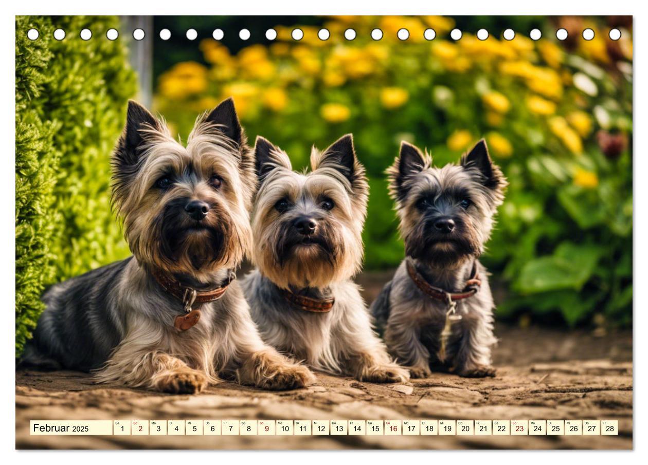 Bild: 9783435420742 | Cairn Terrier - lustiges Raubein aus Schottland (Tischkalender 2025...