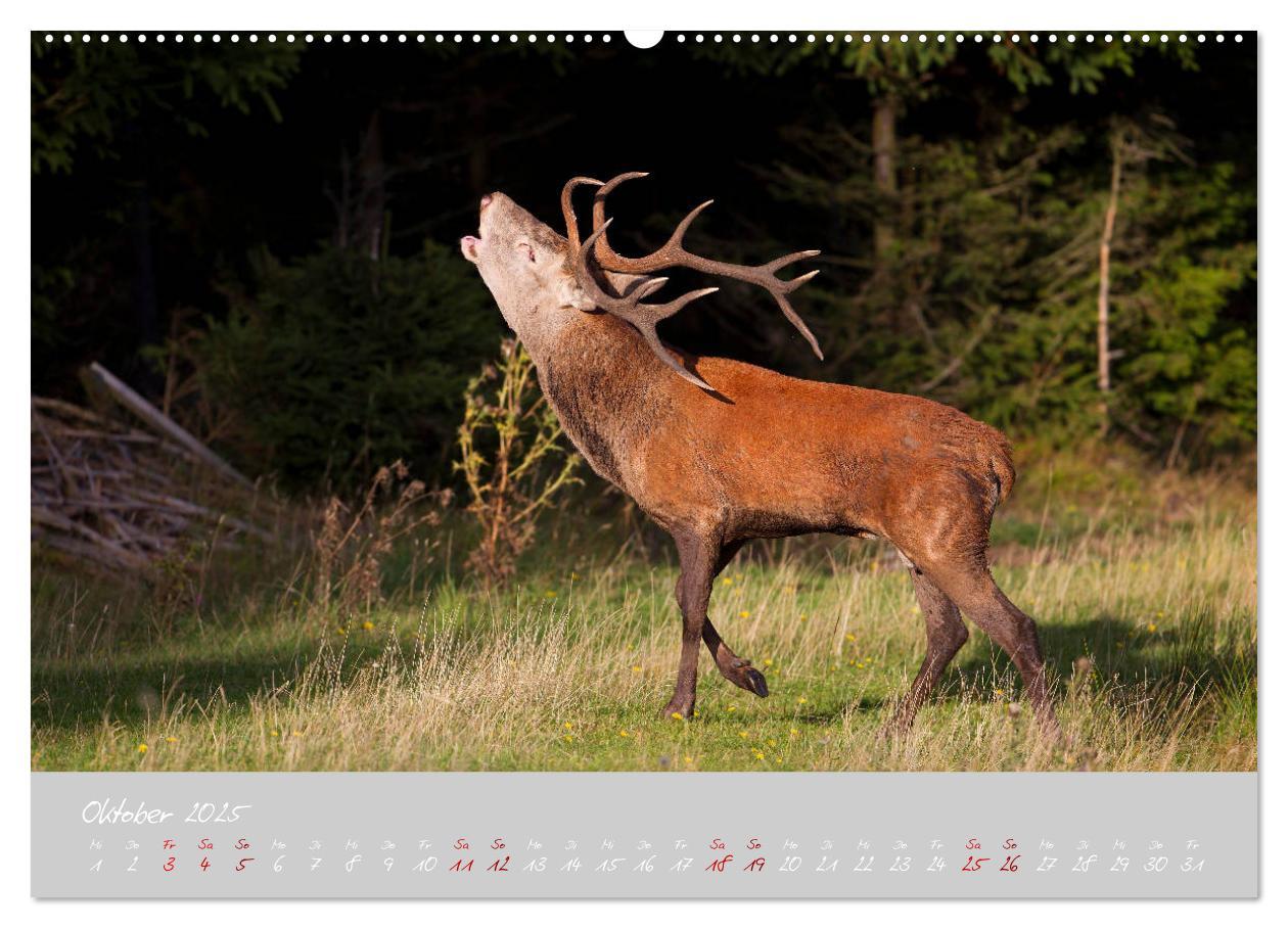 Bild: 9783435195602 | Thüringer Wald Das Grüne Herz Deutschlands (Wandkalender 2025 DIN...