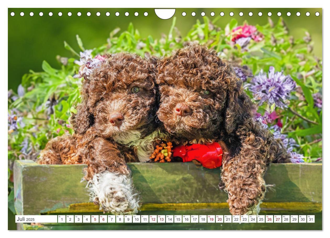 Bild: 9783457200087 | Lagotto Romagnolo Welpen - Sieben kleine Weltentdecker auf großer...