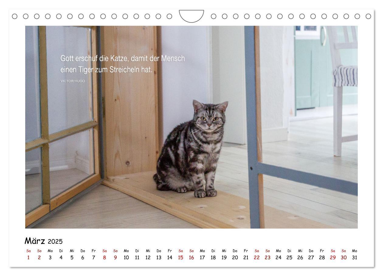 Bild: 9783435086696 | Kätzchen-Kalender mit Sprüchen (Wandkalender 2025 DIN A4 quer),...