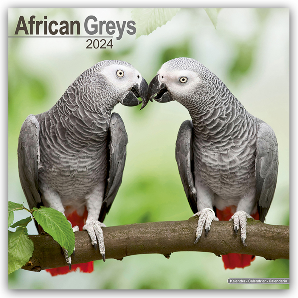 Cover: 9781804601181 | African Greys - Graupapageien 2024 - 16-Monatskalender | Ltd | 13 S.