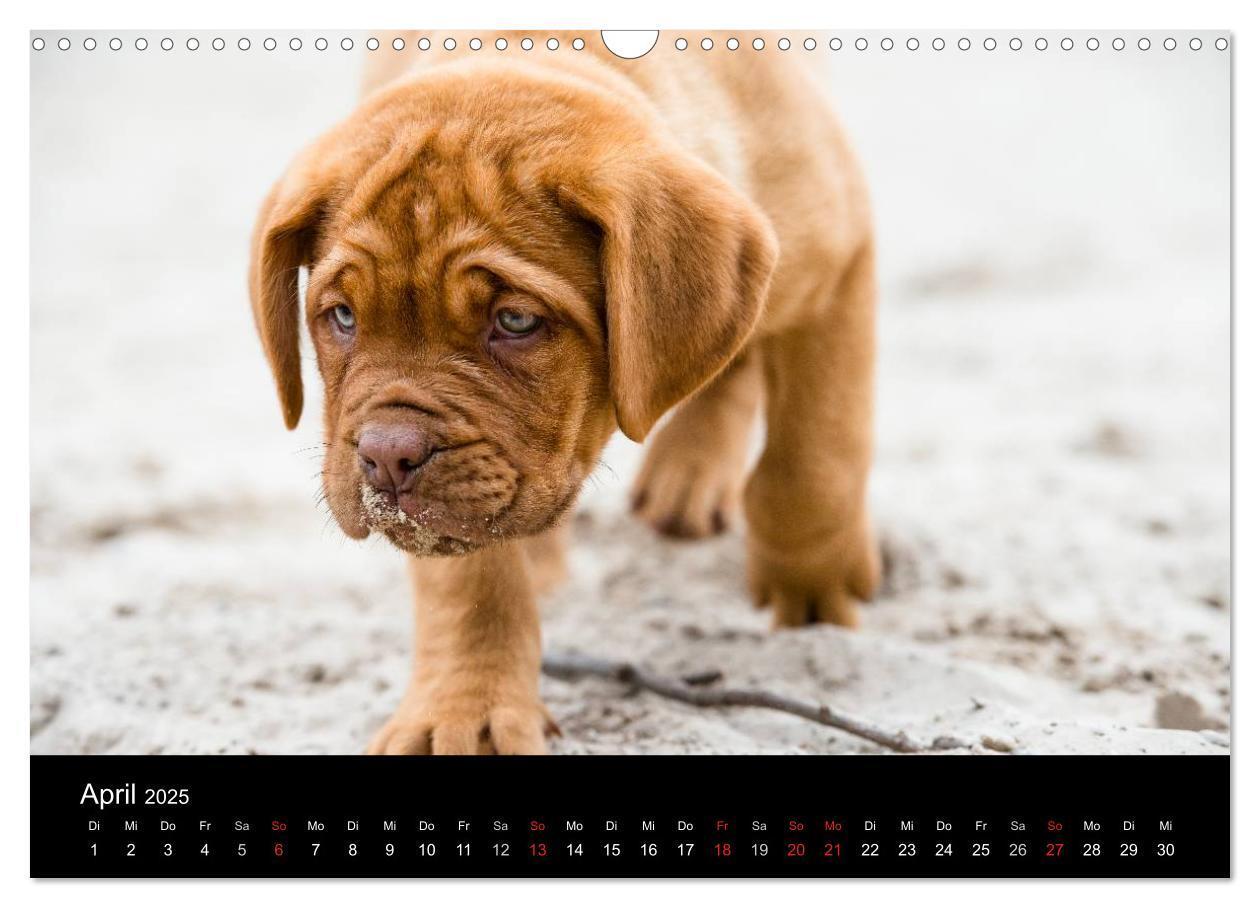 Bild: 9783435519101 | Bordeauxdoggen Welpen (Wandkalender 2025 DIN A3 quer), CALVENDO...