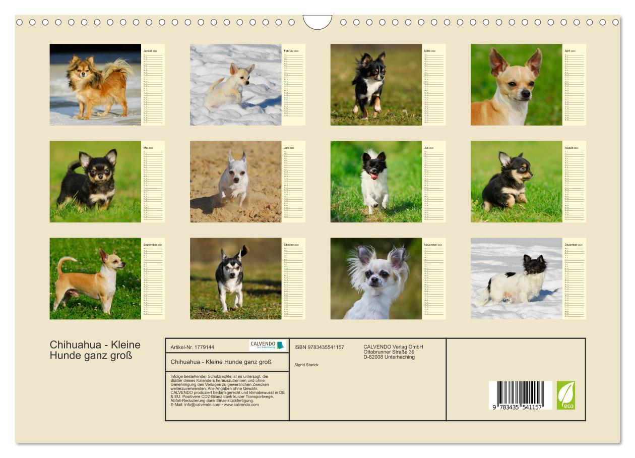 Bild: 9783435541157 | Chihuahua - Kleine Hunde ganz groß (Wandkalender 2025 DIN A3 quer),...