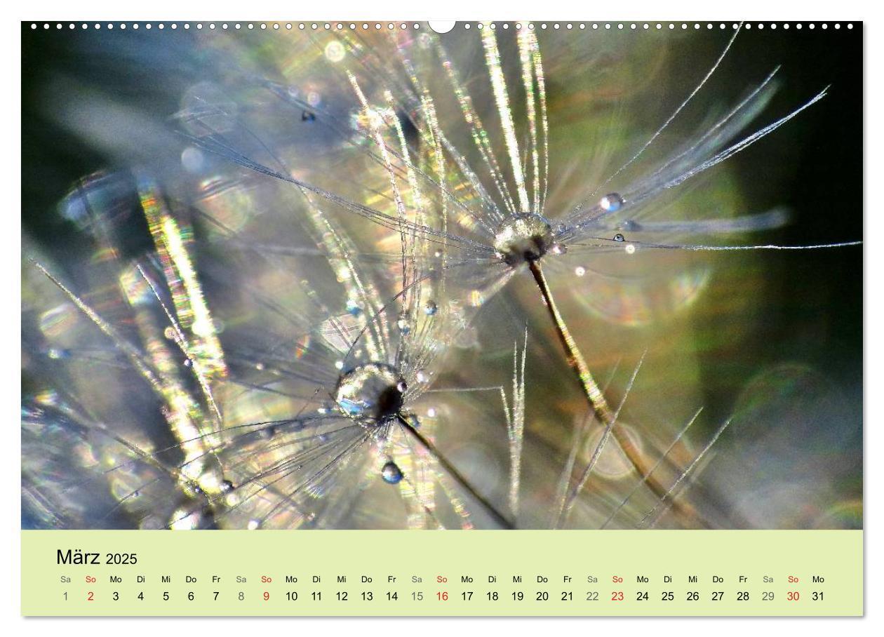 Bild: 9783435746316 | Naturjuwel Pusteblume (Wandkalender 2025 DIN A2 quer), CALVENDO...