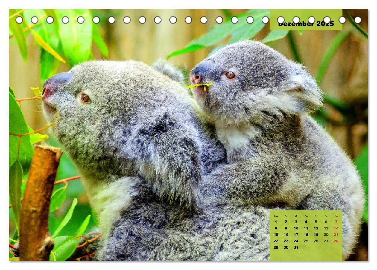 Bild: 9783435049752 | Koalas. Teddy-Alarm! (Tischkalender 2025 DIN A5 quer), CALVENDO...