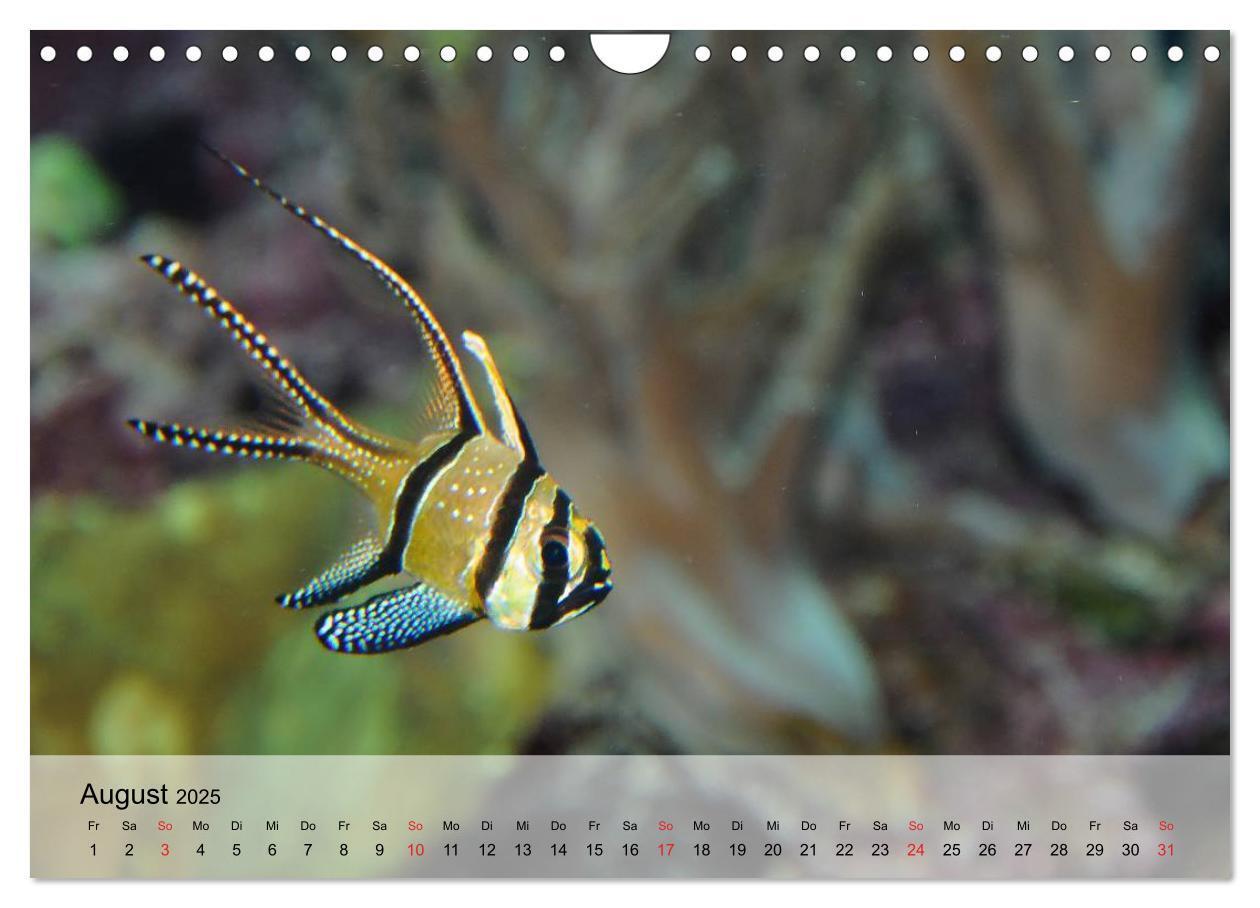 Bild: 9783435590827 | Knallbunte Wasserwelt. Die Welt der Fische (Wandkalender 2025 DIN...