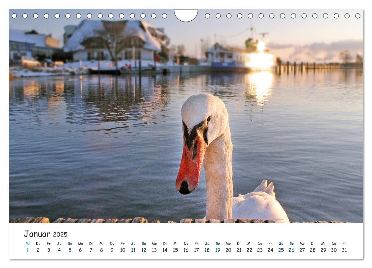 Bild: 9783435414932 | Südost Rügen 2025 (Wandkalender 2025 DIN A4 quer), CALVENDO...