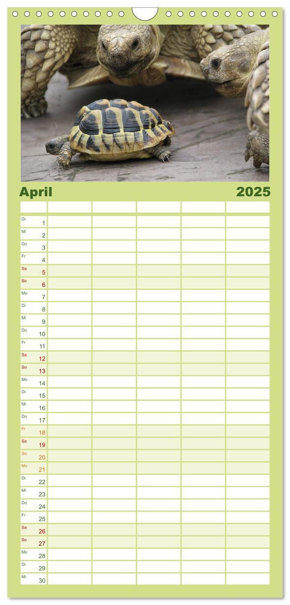 Bild: 9783457122938 | Familienplaner 2025 - Landschildkröten mit 5 Spalten (Wandkalender,...