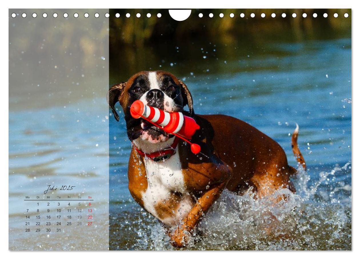 Bild: 9783435823345 | Deutscher Boxer 2025 (Wandkalender 2025 DIN A4 quer), CALVENDO...