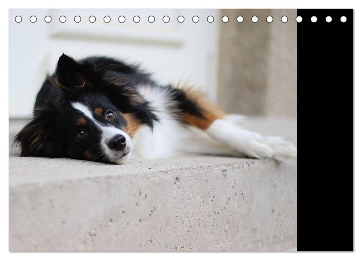 Bild: 9783435185153 | Australian Shepherd Tri Color (Tischkalender 2025 DIN A5 quer),...