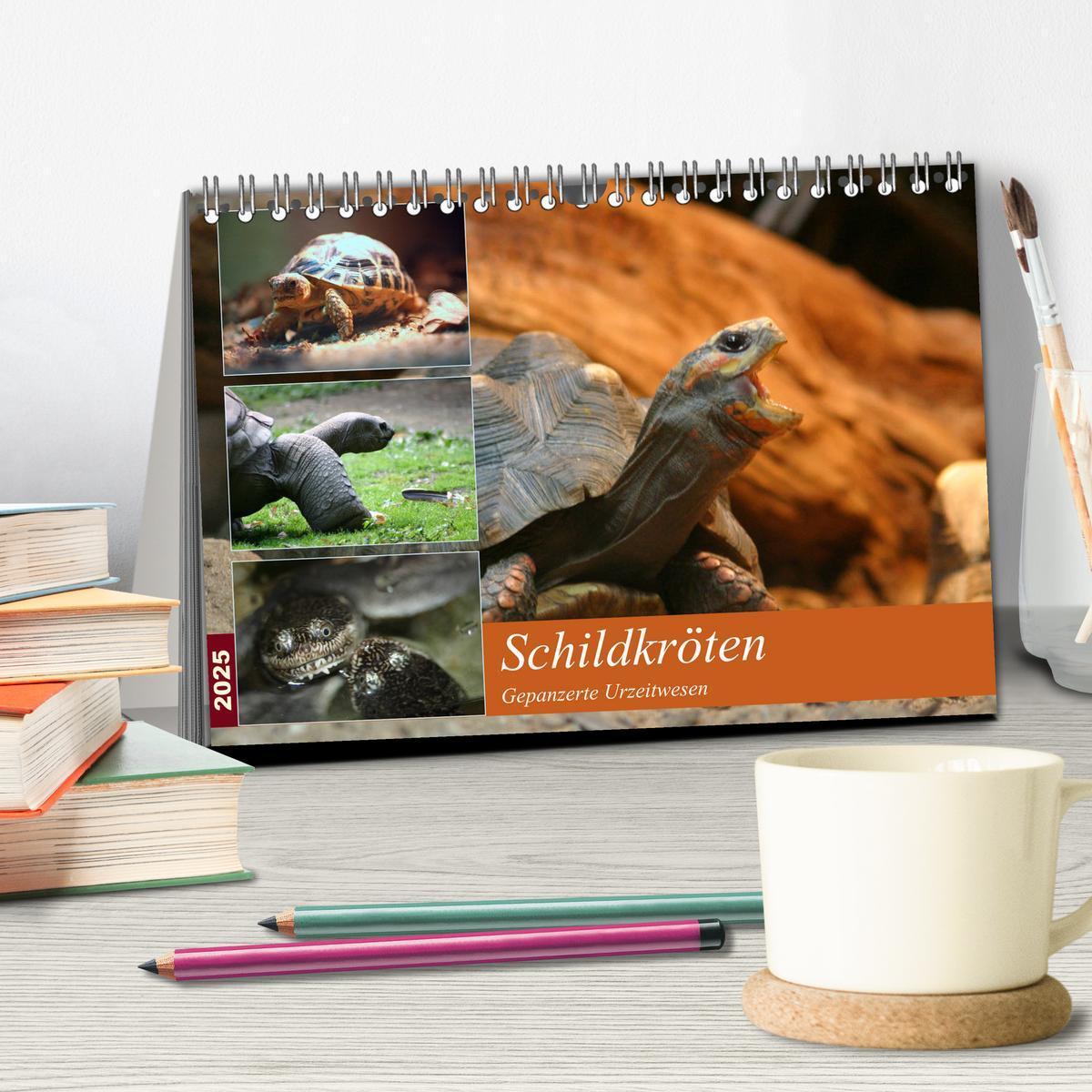 Bild: 9783435788996 | Schildkröten - Gepanzerte Urzeitwesen (Tischkalender 2025 DIN A5...