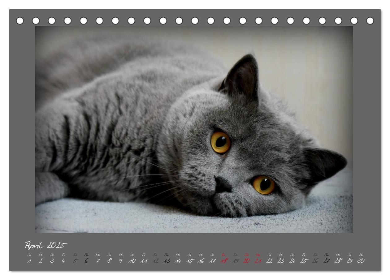 Bild: 9783435400331 | GRAUE ENGEL Britischkurzhaar-Katzen (Tischkalender 2025 DIN A5...