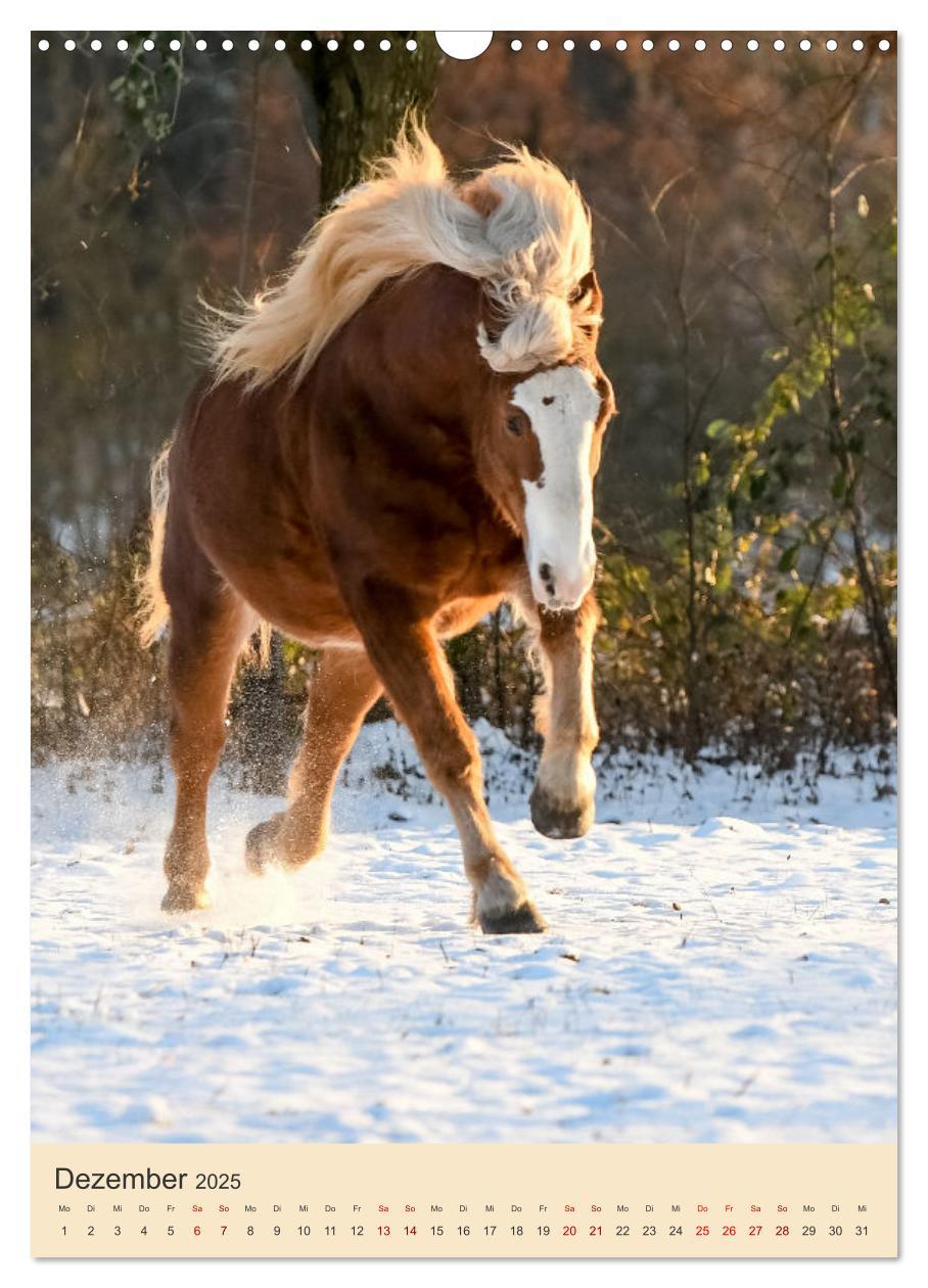 Bild: 9783435854950 | Schwarzwälder Füchse von Julia Hahn Photography (Wandkalender 2025...