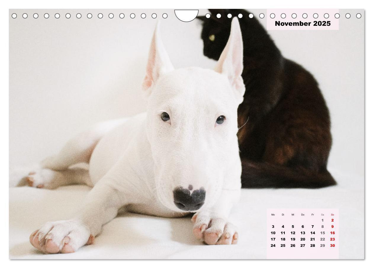 Bild: 9783383947438 | Bullterrier. Freudiges Wesen und Charakter (Wandkalender 2025 DIN...