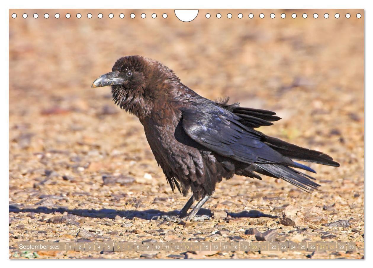 Bild: 9783383776601 | Rabenvögel: Schwarz, schlau, schön (Wandkalender 2025 DIN A4 quer),...