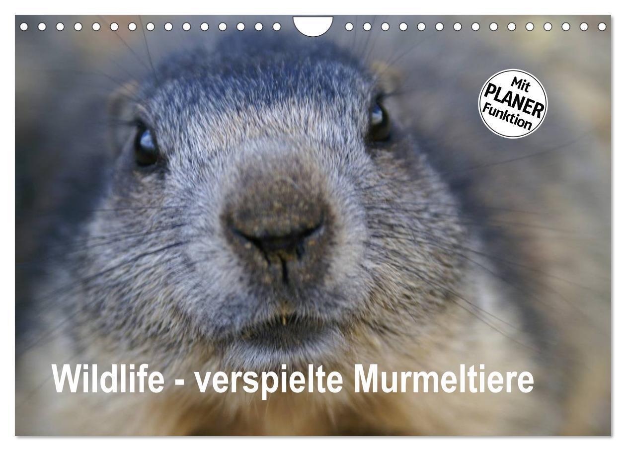 Cover: 9783675760257 | Wildlife - Verspielte Murmeltiere (Wandkalender 2024 DIN A4 quer),...