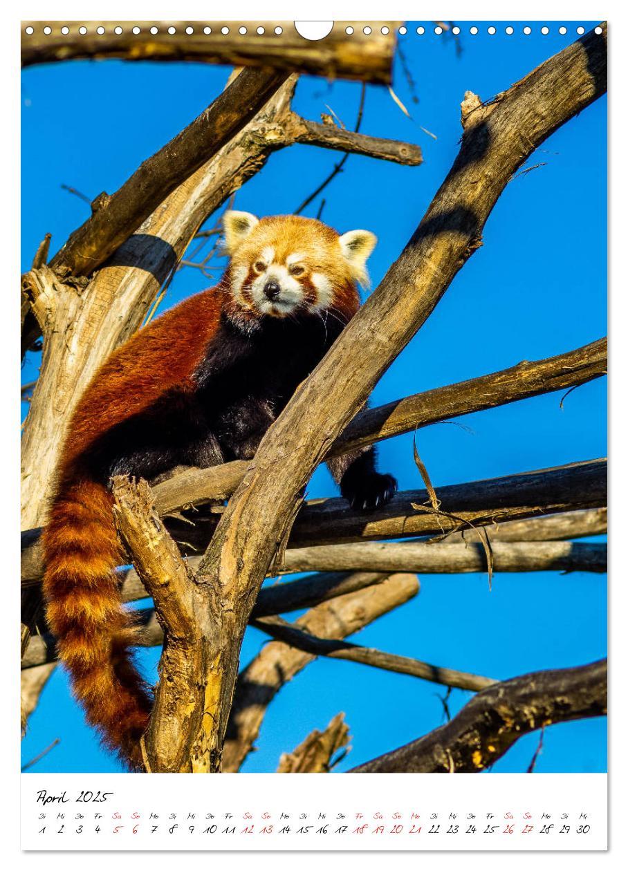 Bild: 9783435968480 | Tierwelten - aus dem ältesten Tiergarten der Welt (Wandkalender...