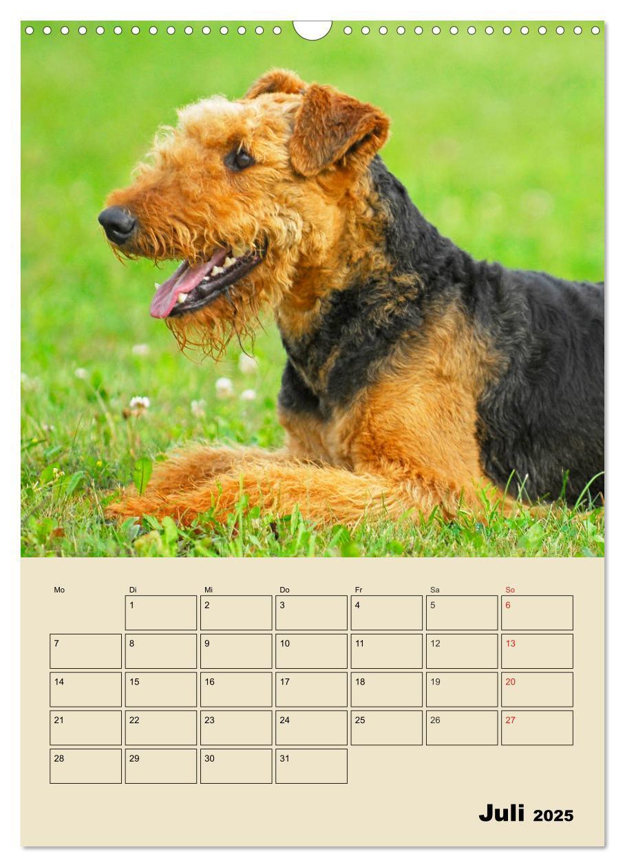 Bild: 9783435960361 | Airedale Terrier - Temperament auf 4 Pfoten (Wandkalender 2025 DIN...