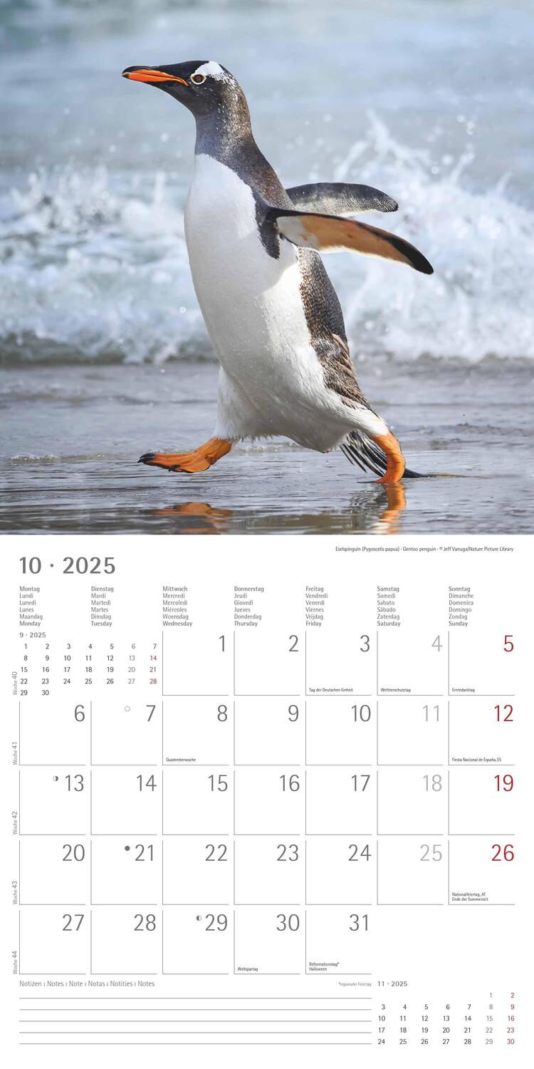 Bild: 4251732343101 | Pinguine 2025 - Broschürenkalender 30x30 cm (30x60 geöffnet) -...
