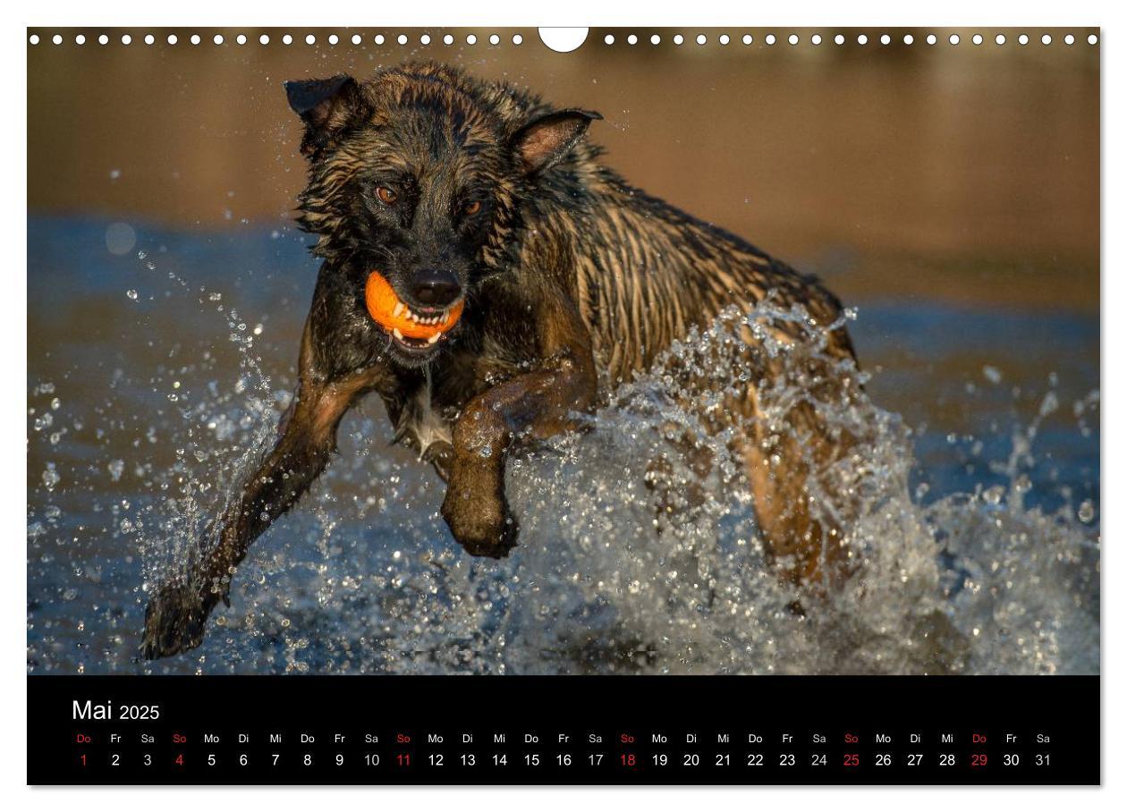 Bild: 9783435631445 | Belgischer Schäferhund - Der Malinois in Action (Wandkalender 2025...