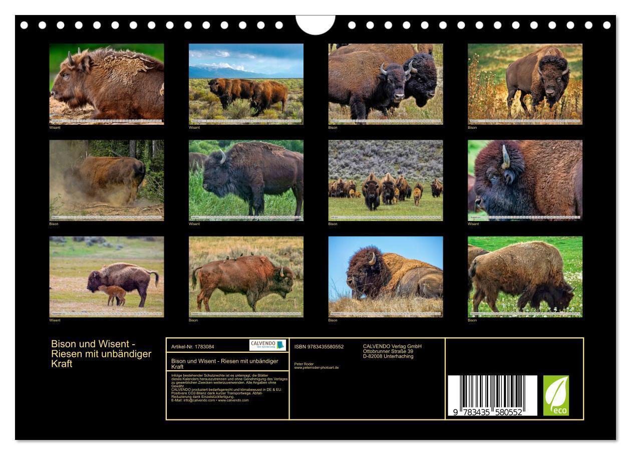 Bild: 9783435580552 | Bison und Wisent - Riesen mit unbändiger Kraft (Wandkalender 2025...