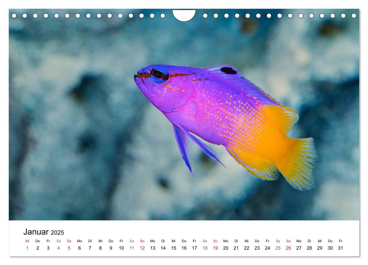 Bild: 9783435794362 | Fischzauber - Wundervolle Aquarienfische (Wandkalender 2025 DIN A4...