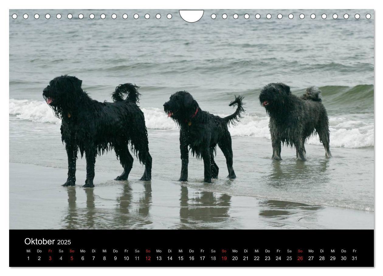 Bild: 9783435748402 | Bouvier des Flandres (Wandkalender 2025 DIN A4 quer), CALVENDO...