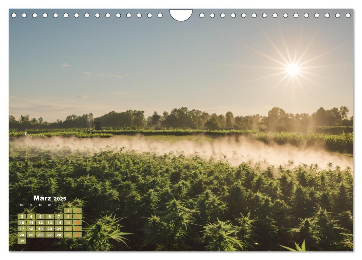 Bild: 9783383807060 | Wunderschöne Cannabisfelder (Wandkalender 2025 DIN A4 quer),...