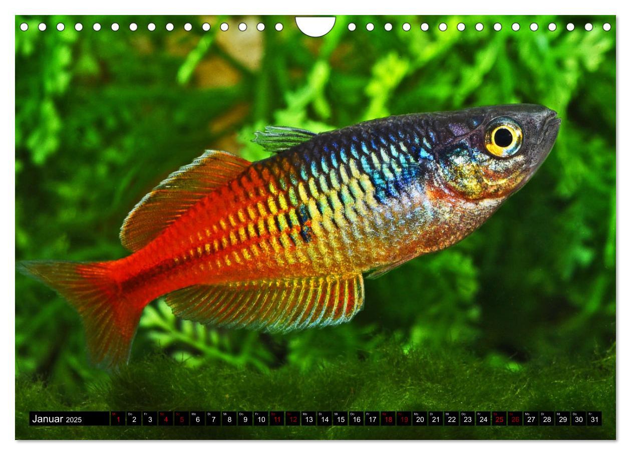 Bild: 9783383867392 | Beliebte Fische der Welt (Wandkalender 2025 DIN A4 quer), CALVENDO...