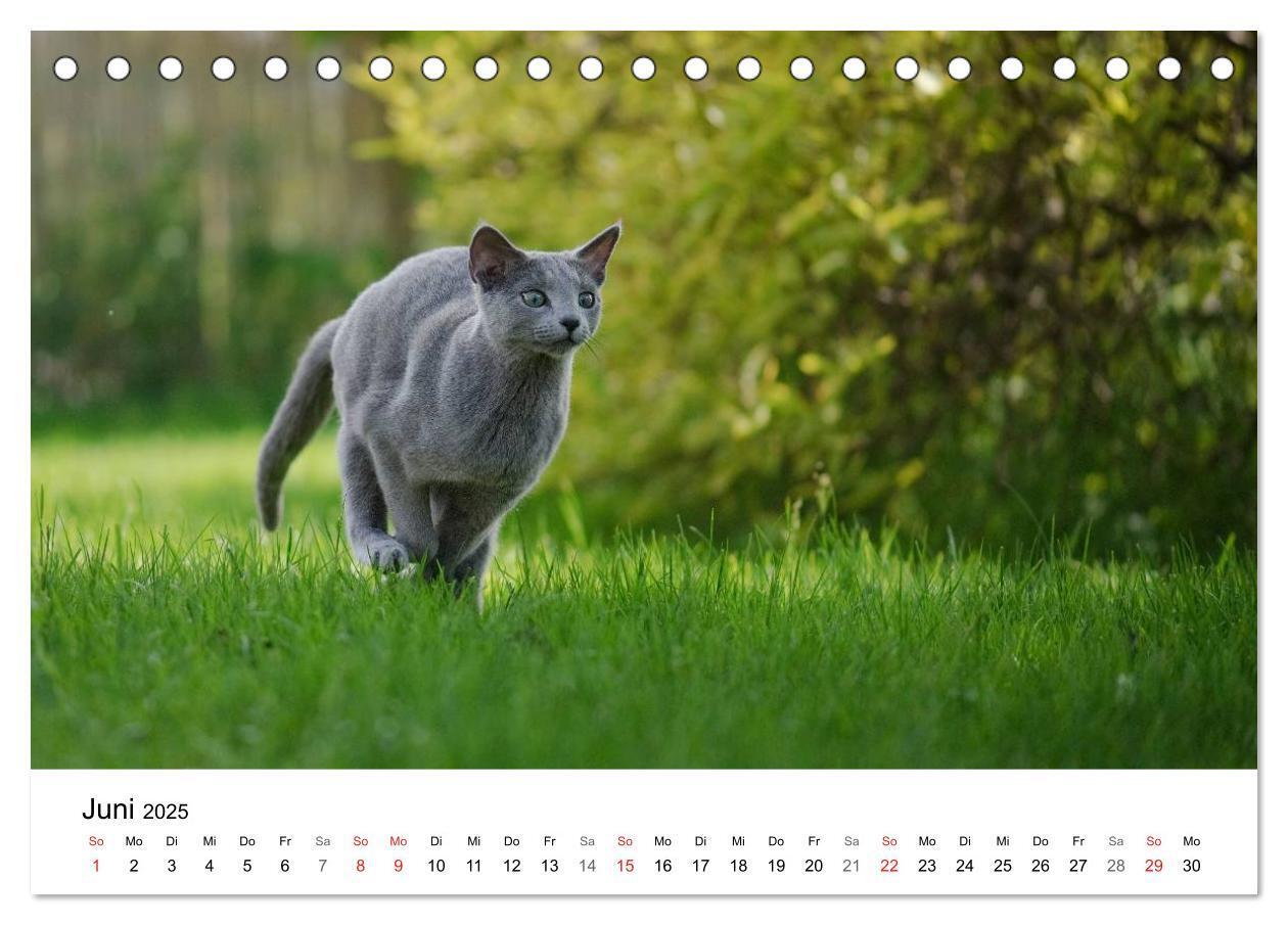 Bild: 9783435705290 | Rassekatzen 2025 (Tischkalender 2025 DIN A5 quer), CALVENDO...