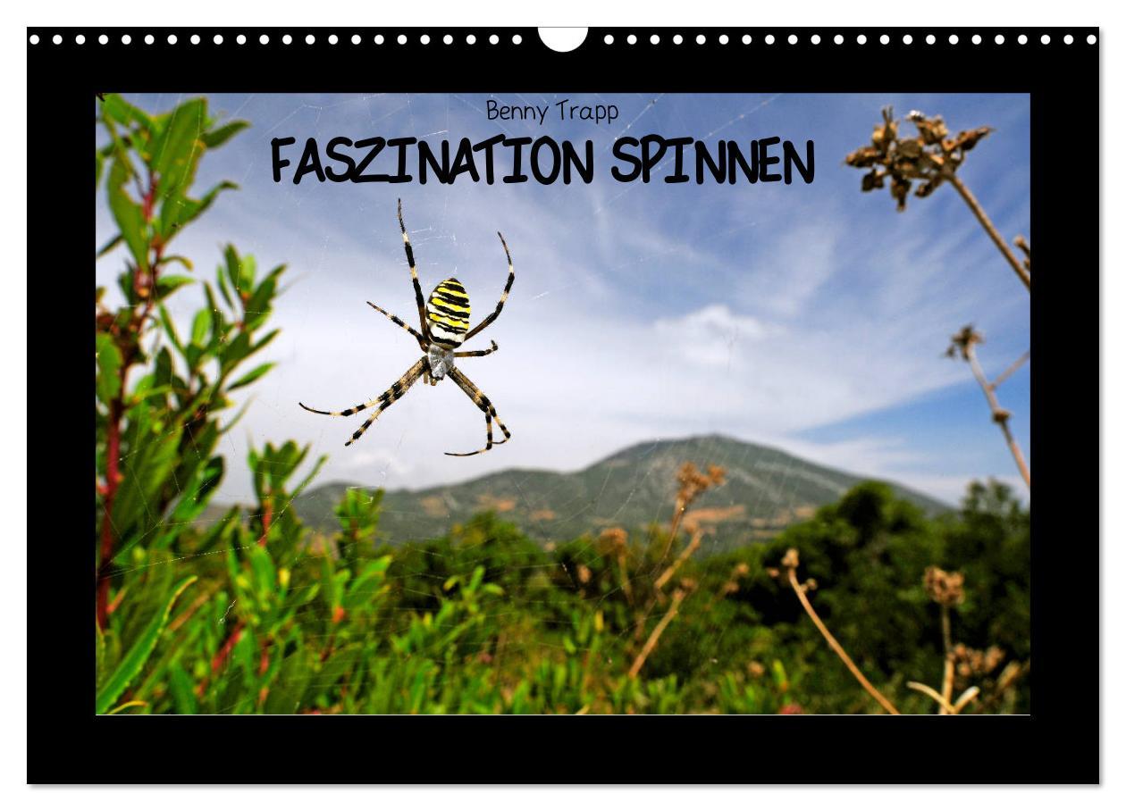 Cover: 9783435280223 | Faszination Spinnen (Wandkalender 2025 DIN A3 quer), CALVENDO...