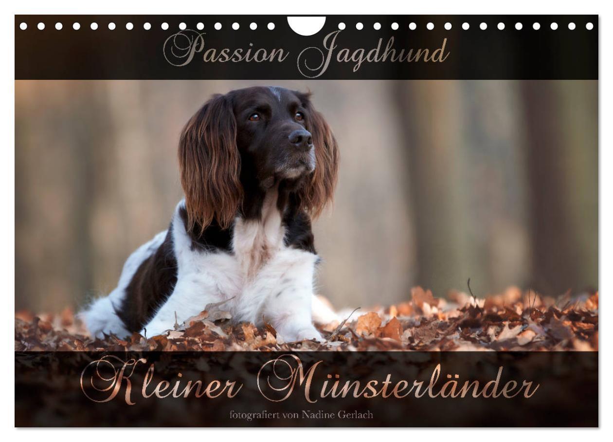 Cover: 9783675568310 | Passion Jagdhund - Kleiner Münsterländer (Wandkalender 2024 DIN A4...