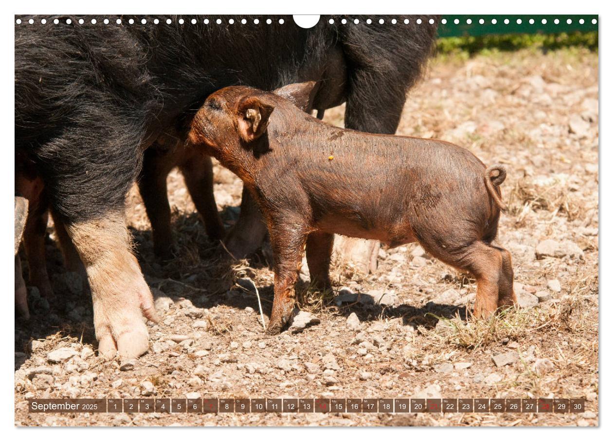 Bild: 9783435195817 | Glückliche Schweine Berkshire-Iberico Ferkel (Wandkalender 2025 DIN...