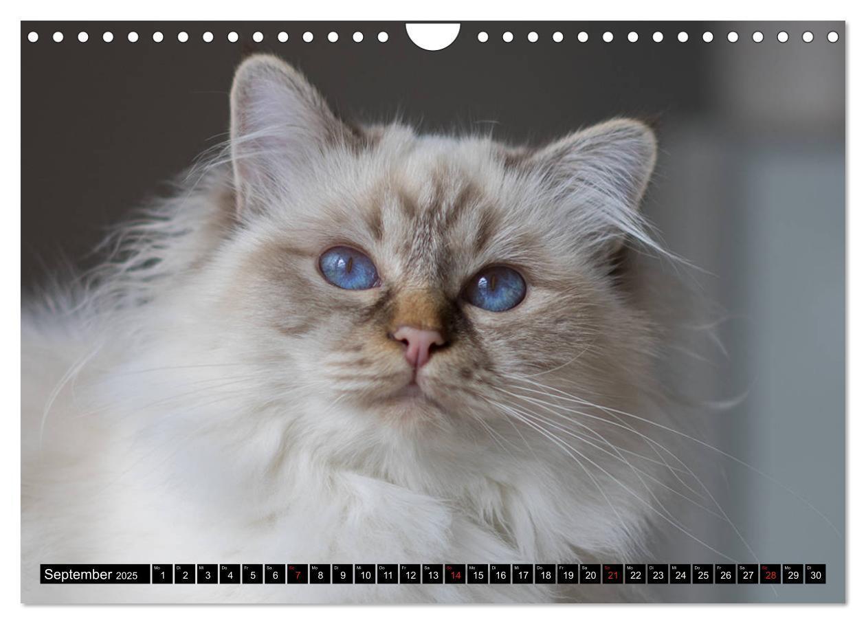 Bild: 9783435758500 | Heilige Birma Katzenkalender (Wandkalender 2025 DIN A4 quer),...