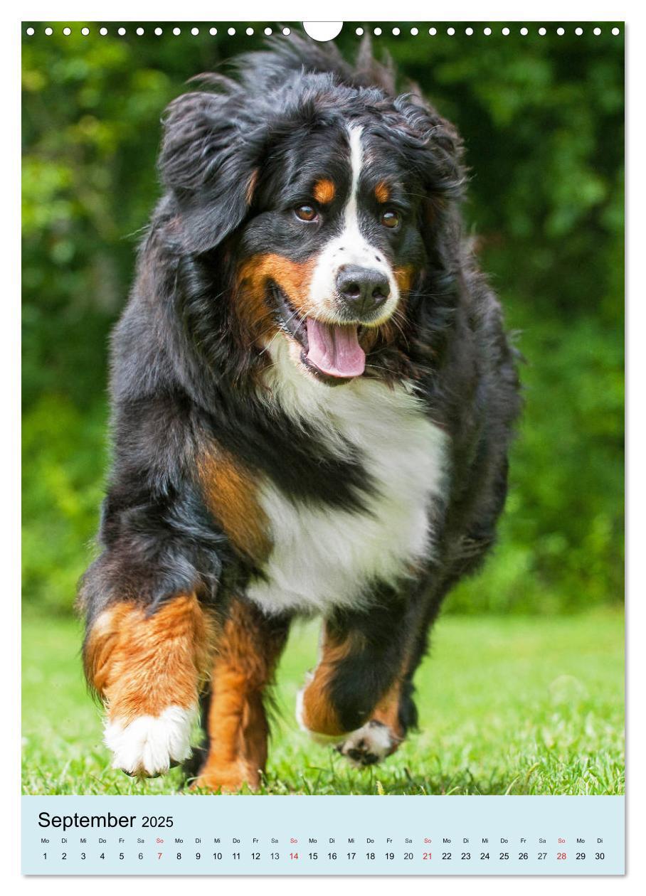 Bild: 9783435960651 | Berner Sennenhund - stark , schön und liebenswert (Wandkalender...