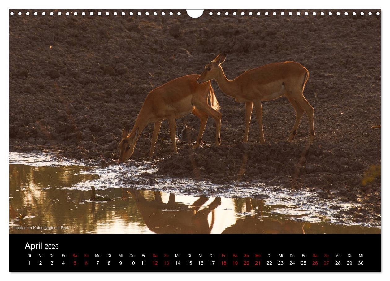 Bild: 9783435381982 | SAMBIA IM HERZEN AFRIKAS (Wandkalender 2025 DIN A3 quer), CALVENDO...