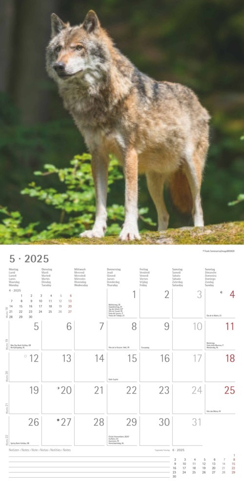 Bild: 4251732340711 | Alpha Edition - Wölfe 2025 Broschürenkalender, 30x30cm,...