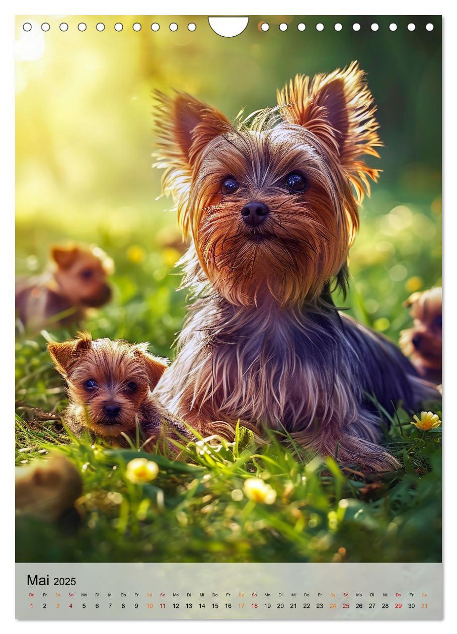 Bild: 9783383771699 | Yorkshire Terrier - ein Hund mit starkem Charakter (Wandkalender...