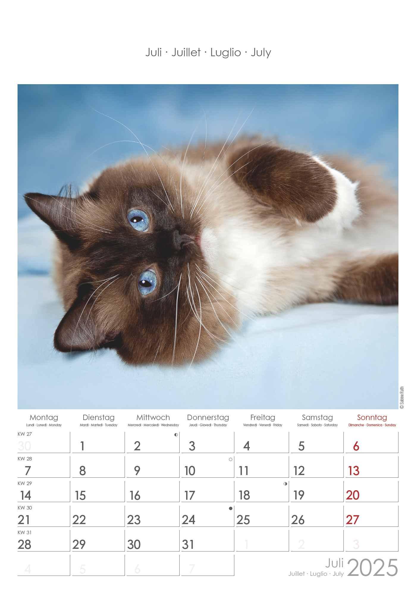 Bild: 4251732341015 | Katzen 2025 - Bildkalender 23,7x34 cm - Kalender mit Platz für...