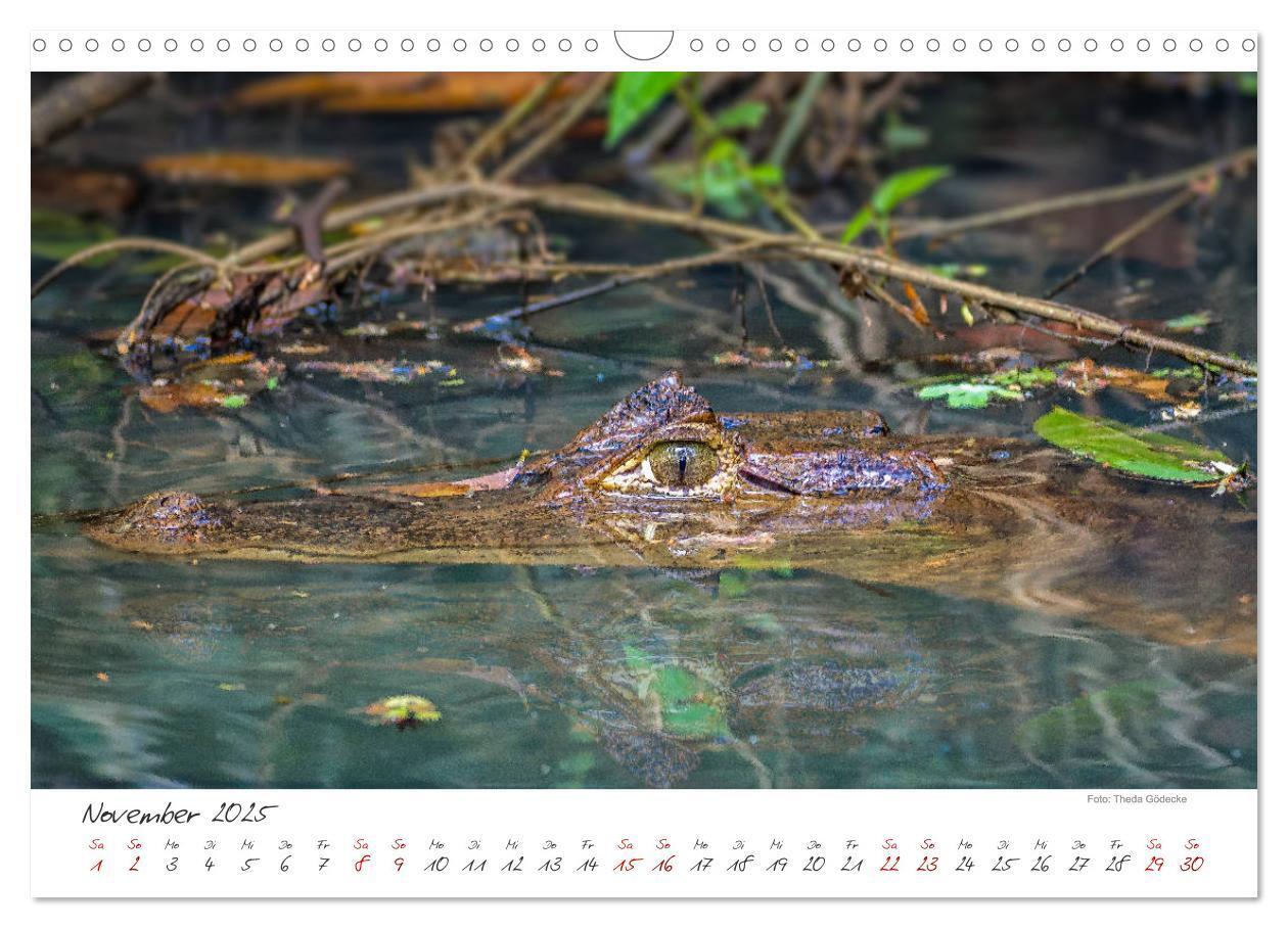 Bild: 9783435372492 | Natur pur, Costa Rica (Wandkalender 2025 DIN A3 quer), CALVENDO...