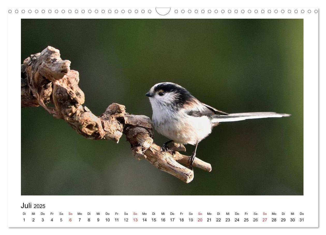 Bild: 9783435474677 | Heimische Gartenvögel - Gefiederte Freunde (Wandkalender 2025 DIN...