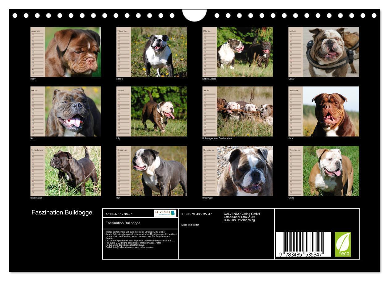 Bild: 9783435535347 | Faszination Bulldogge (Wandkalender 2025 DIN A4 quer), CALVENDO...