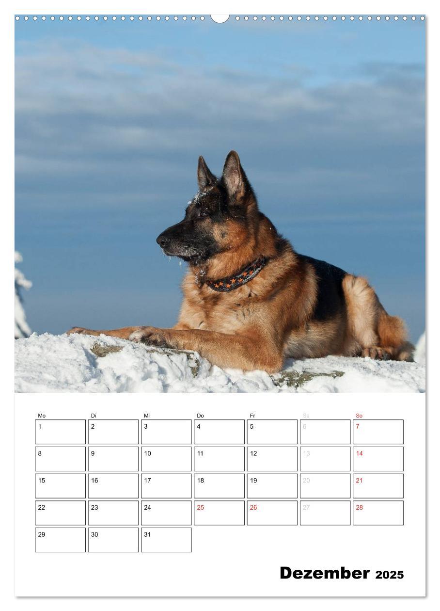 Bild: 9783457025895 | Deutsche Schäferhunde - Seelentröster auf vier Pfoten (Wandkalender...