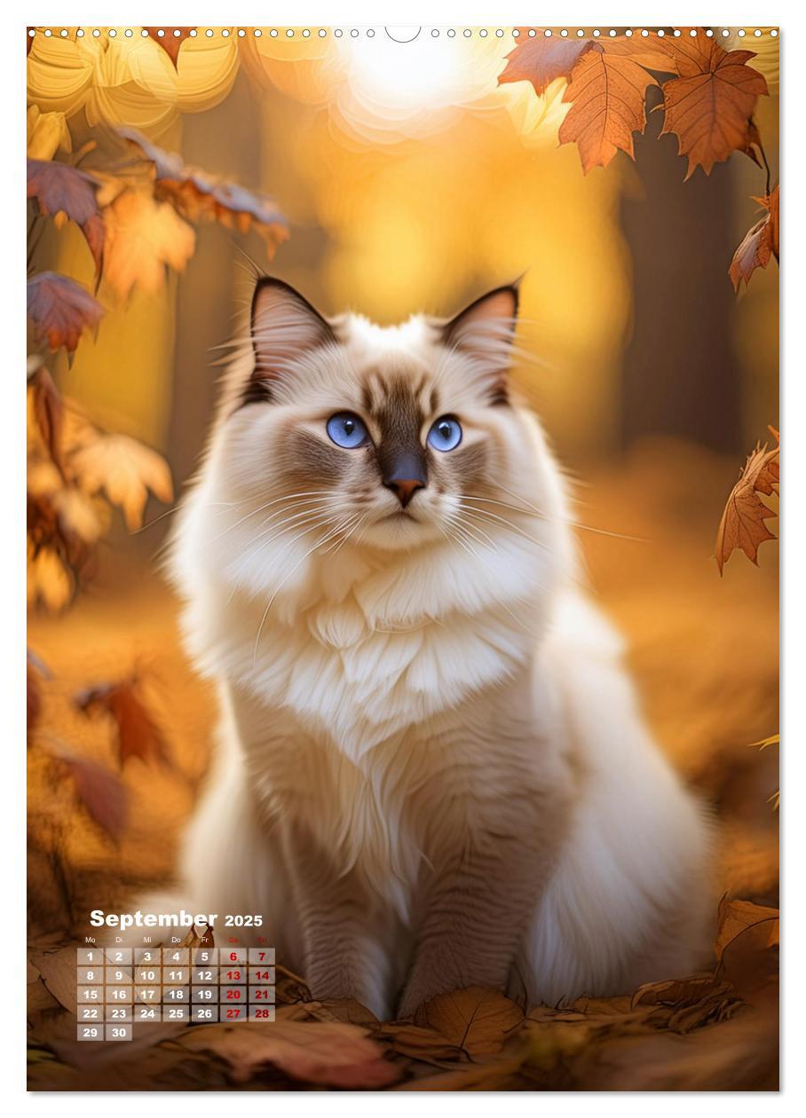 Bild: 9783383833342 | Pfotenabenteuer - Ragdolls in der Natur (Wandkalender 2025 DIN A2...