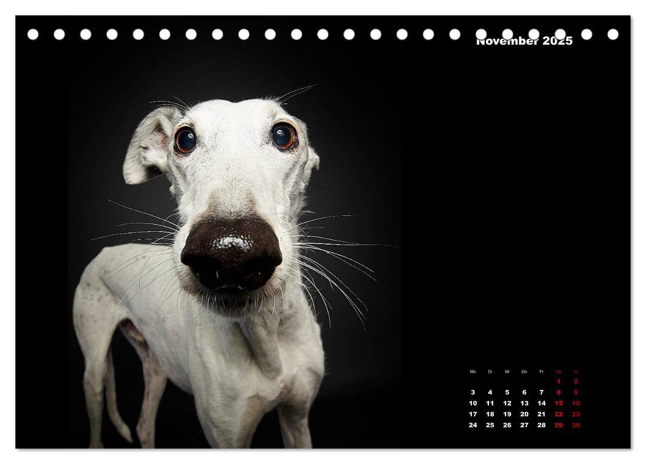 Bild: 9783435227716 | Die Stimme der Windhunde (Tischkalender 2025 DIN A5 quer), CALVENDO...