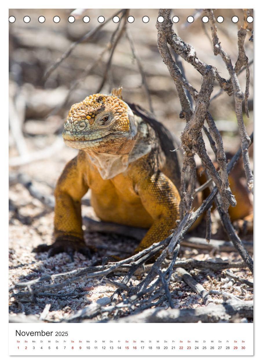 Bild: 9783435977918 | Galapagos - Atemberaubende Tierwelt (Tischkalender 2025 DIN A5...