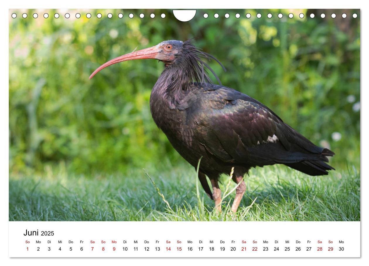 Bild: 9783435137046 | Der Waldrapp - Ein skurriler Vogel (Wandkalender 2025 DIN A4 quer),...