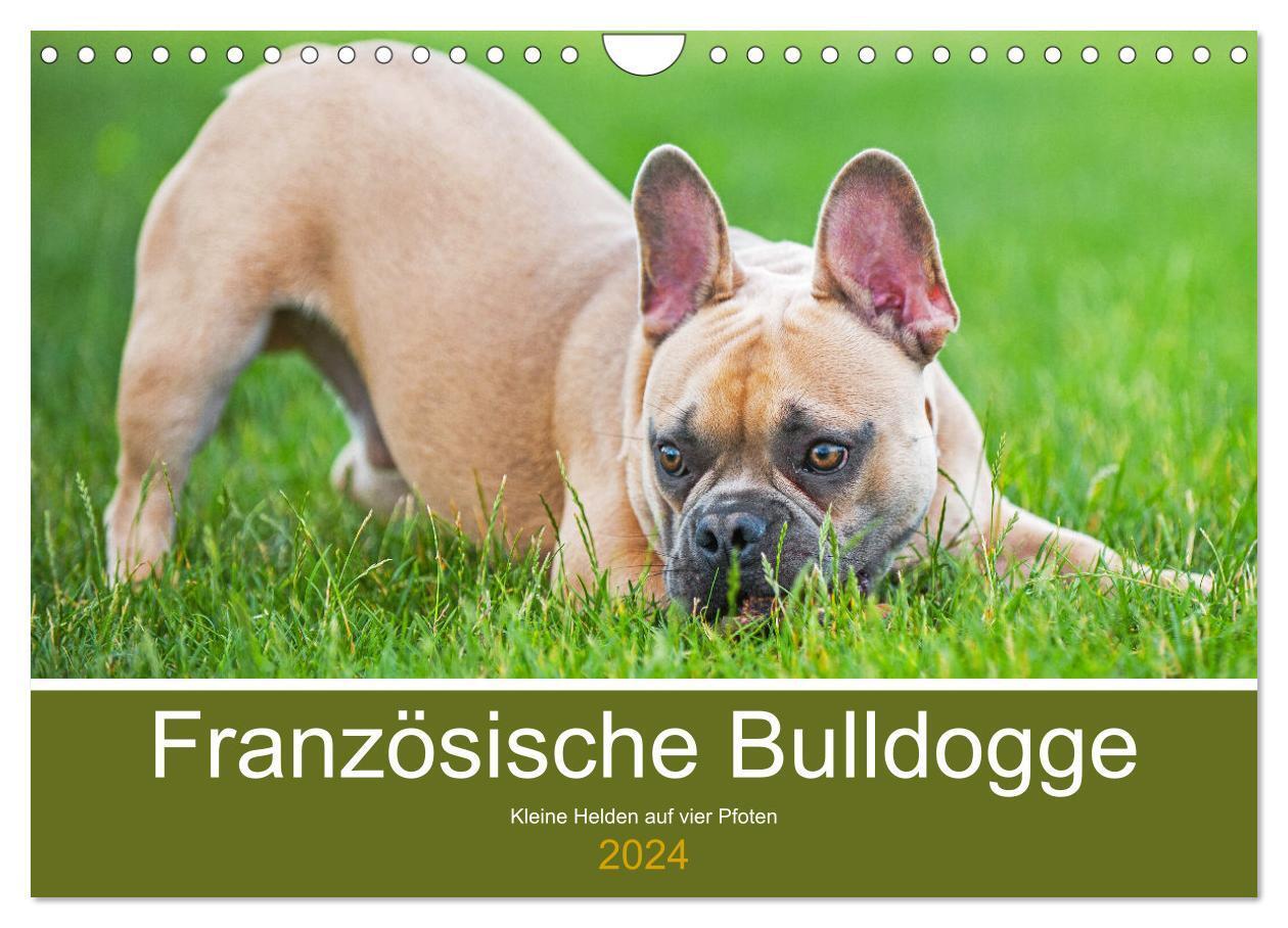 Cover: 9783675625983 | Französische Bulldogge - Kleine Helden auf vier Pfoten...