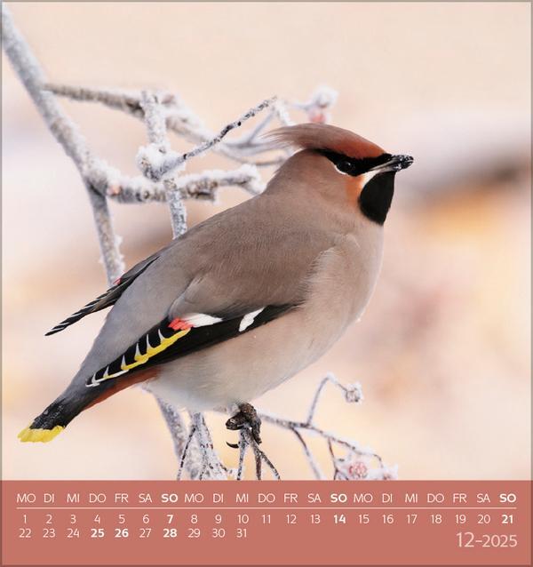 Bild: 9783731876755 | Vögel unserer Heimat 2025 | Verlag Korsch | Kalender | 13 S. | Deutsch