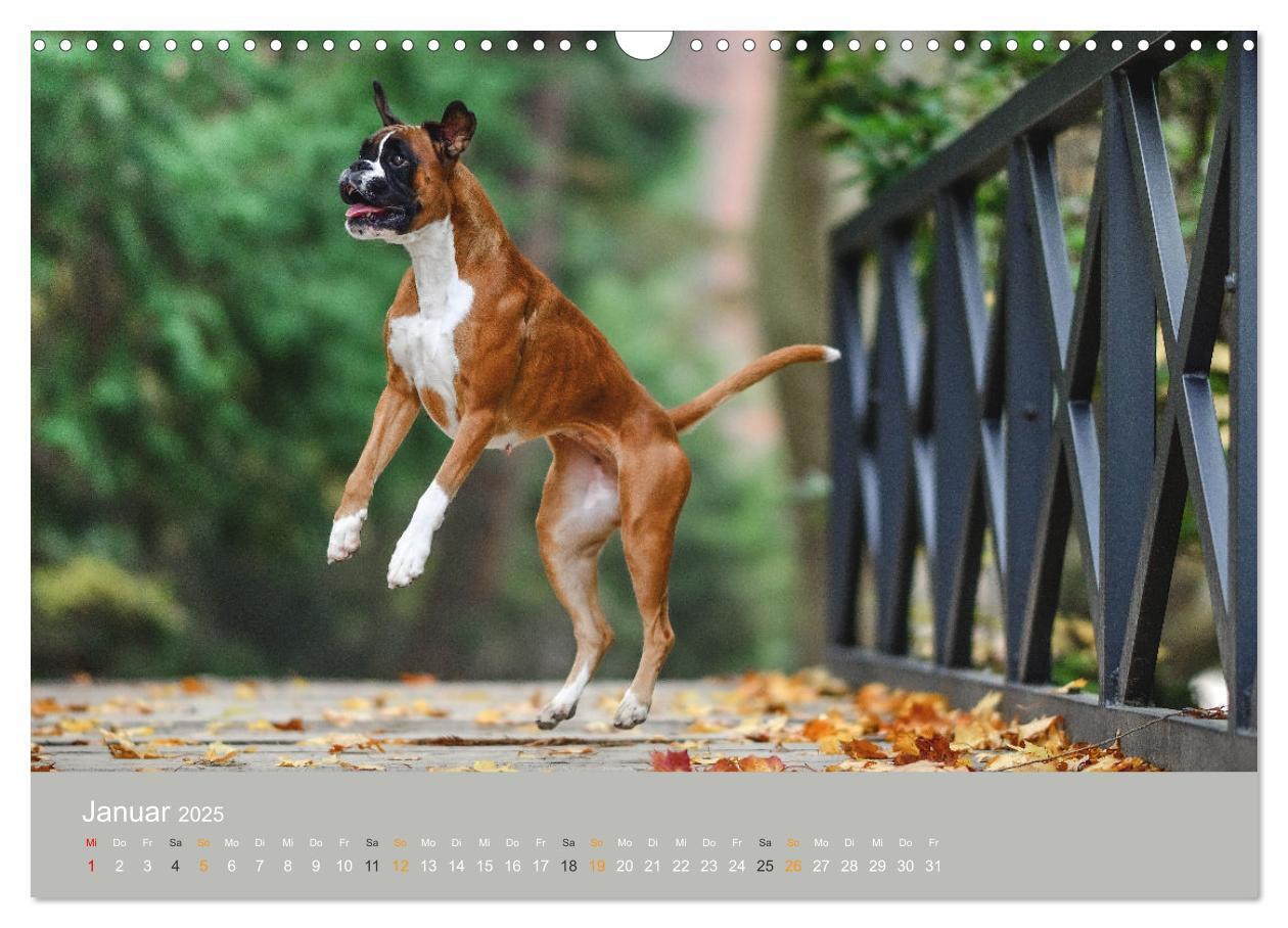 Bild: 9783383926396 | Der Boxer, der beste Hund der Welt (Wandkalender 2025 DIN A3 quer),...